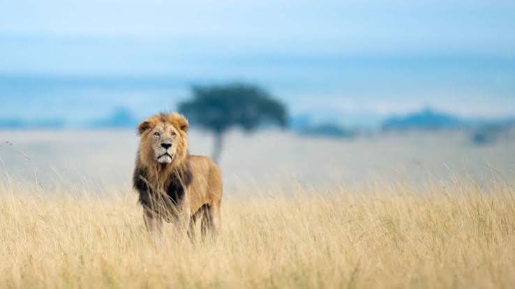 Masai Mara
